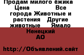 Продам милого ёжика › Цена ­ 10 000 - Все города Животные и растения » Другие животные   . Ямало-Ненецкий АО